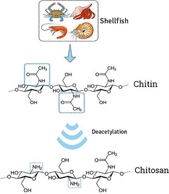 Poly(ethylene glycol) and Cyclodextrin-Grafted Chitosan: From Methodologies to Preparation and Potential Biotechnological Applications